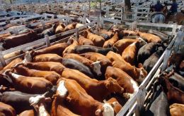 Shutting down plants the company coped with a shortage of cattle in Argentina and Uruguay   