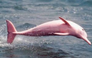 The white calf with pinkish fins was sighted at the end of October