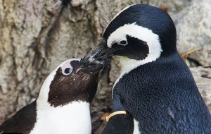 Buddy and Pedro in full romance (Photo by Reuters)