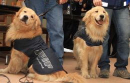 Golden retrievers and Labradors in the game of hunting for fleeing dollars  