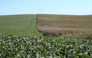 Rain still on time for Argentina’s soybeans and corn 