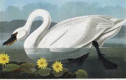 Some of the hand-coloured prints of all the species known to Audubon in early 19th century US