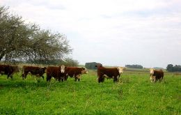 Uruguayan cattle grazing in lush pastures 