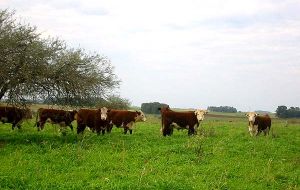 Uruguayan cattle grazing in lush pastures 