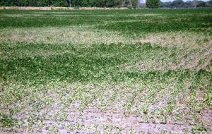 Temperatures are exceeding 40 degrees Celsius in some of Argentina’s corn-growing areas