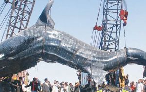 In spite of its size whale sharks are filter feeder and pose little danger to humans (Photo: Fahim Siddiqui / White Star)