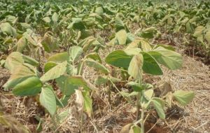 In south Brazil drought, and to the north too much rain 