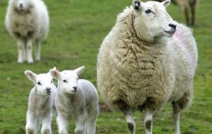 France is the main market for lamb from Britain, the EU major sheep meat producer 