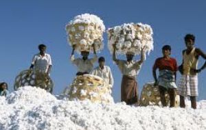 India is the world’s second producer of cotton. The Indian cabinet remains divided on the decision 