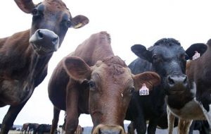 A first outbreak was detected last year in Germany among milk cattle 