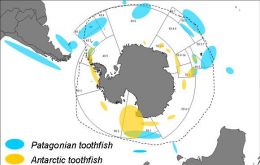 Approximate distributions of Antarctic and Patagonian toothfish in the Southern Ocean