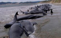 Members of environmentalist groups take samples from dead dolphins 
