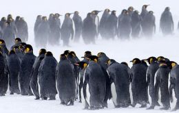 The team analyzed 44 emperor penguin colonies around the coast of Antarctica, seven previously unknown 