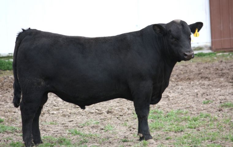 Kramer Mandate, a majestic 13-month-old weighing nearly 590 kg auctioned at 8.800 dollars 