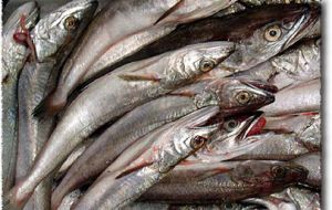 Croaker and hake among the main species exported 