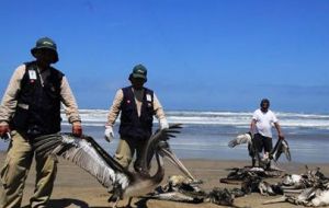 Hundreds of dead pelicans and dolphins have appeared along the northern coast of Peru (Pic by Efe)