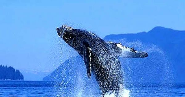 Sightings of blue whales in the south of Chile has grown significantly