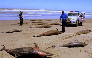 Almost 900 dolphins were washed up along Peru’s northern coast 
