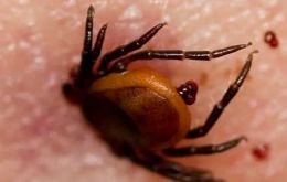 Tick fever is caused by a parasite in red blood cells