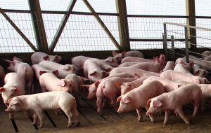 Half a million hogs went unfed and unattended for five days 