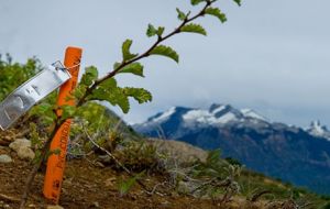 The first tree of the Reforestemos Patagonia campaign is planted. (Photo courtesy of Reforestemos Patagonia)