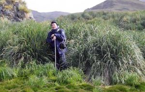 Henrik I. Eira from the Norwegian Nature Inspectorate in tussac grass in an area un-grazed by reindeer 