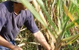 Many Guarani people had been driven off their land to plant sugar cane