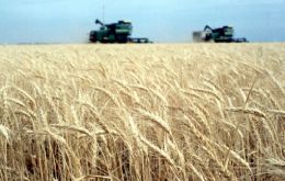 This coming harvest will see 3.8 million hectares planted with wheat 