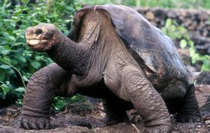 The giant tortoise and a great attraction of the park is believed to have been 100 years old 