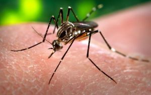 Dengue caused by the mosquito Aedes Aegypti has already struck 500.000 people in Brazil 