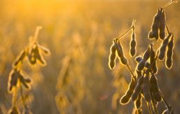 US soybean production this year is estimated at 83 million tons because of the severe drought 