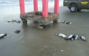 Dead penguins close to Porto Alegre  