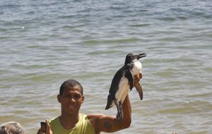 A young fellow holds up a penguin even at the Porto da Lenha beach in Salvador