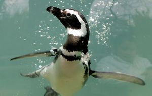 Humboldt penguins