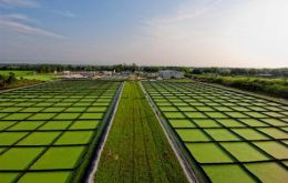 “The trick is to convert CO2 from passive to active” at the algae pits 