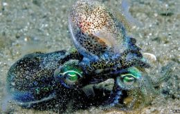 The dumpling squid are members of the bobtail squid family and found along the southern coast of Australia (Photo BBC)