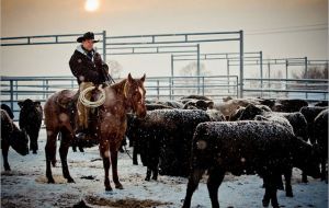 Oklahoma cowboy Anthony Stidham helping Putin bring beef production to pre-Stalin times