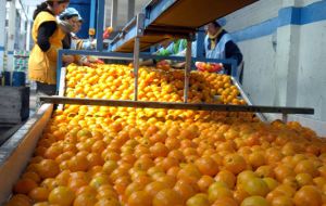 Uruguayan groves hadn’t suffered such a blow since 1967