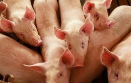 The closing of the Argentine and Russian market for Brazilian pork has been a hard blow 