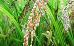 Rice paddy production this year is estimated as 724.5 million tons 