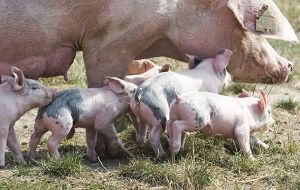 The hog industry of Matto Grosso do Sul has made the official request 