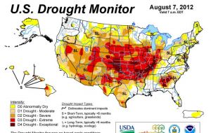 US corn production estimated to be down by 17% because of the drought 
