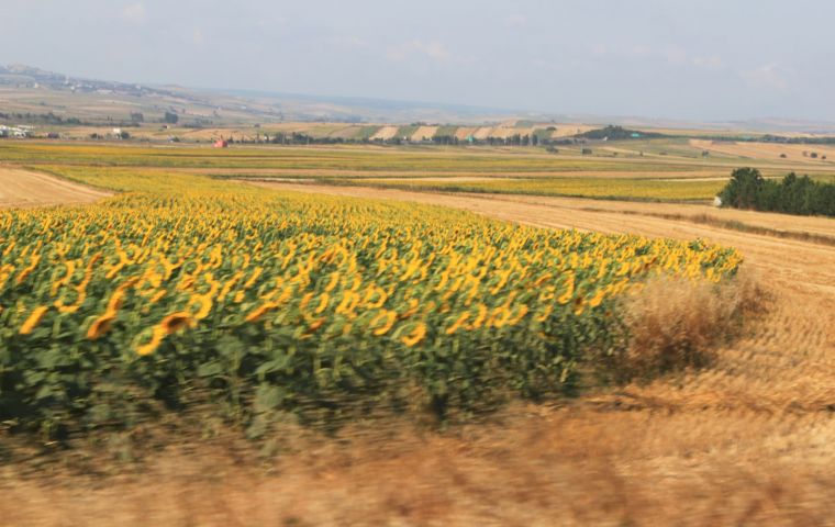 Yellow and black fields of sunflower in the rolling plains of Russia 