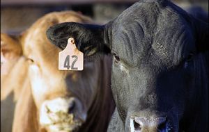 Cattle traceability will become mandatory as in neighbouring Uruguay 