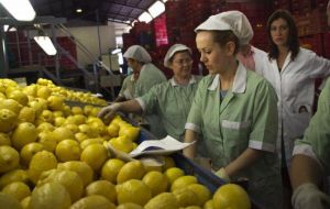 Classifying lemons for exports in Tucuman 