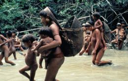 The Yanomami tribe are hunters but are constantly threatened, when not attacked, by gold prospectors and smugglers 