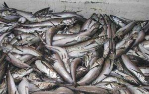 For 13 years running the hake minimum reproductive biomass of 150.000 tons has not been met says the NGO
