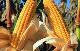 Corn, soy-beans and rice, are the main three crops 