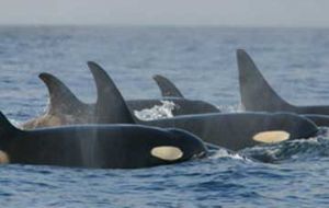 The killer whales at Sea Lion Island are featured in the BBC Natural History Unit’s series ‘Life’.