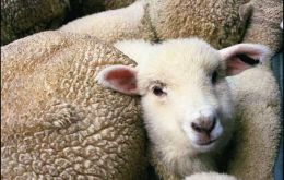 Last season 47.200 sheep and lambs were processed